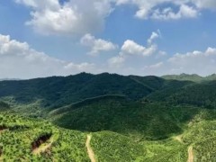 沉香“下凡”开出产业良方｜潮州市饶平县钱东镇种植的连片沉香树