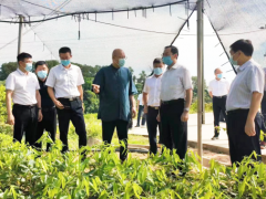 副省长王斌｜率队到海南大观沉香公司琼中基地考察调研