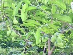 广东省沉香科学研究所团队从沉香叶提炼出降尿酸物质