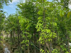 莆田｜引进种植奇楠沉香
