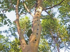 广东首个奇楠沉香区域品牌培育标准化试点项目落户茂名电白