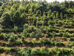 引种5750株！中山沉香属林木种质资源库入围“省级”名单