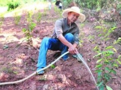 怀集县苍岭村干部梁家锋带领村民种植沉香走致富路