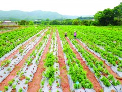 惠州大力推进中药材标准化规模化种植，沉香首当其冲