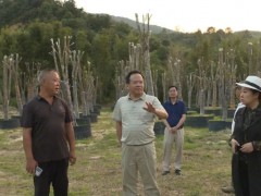惠东县领导带队到白花镇调研绿棋楠沉香产业发展情况